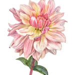 Fine art print Dahlia "Fairway Pilot"