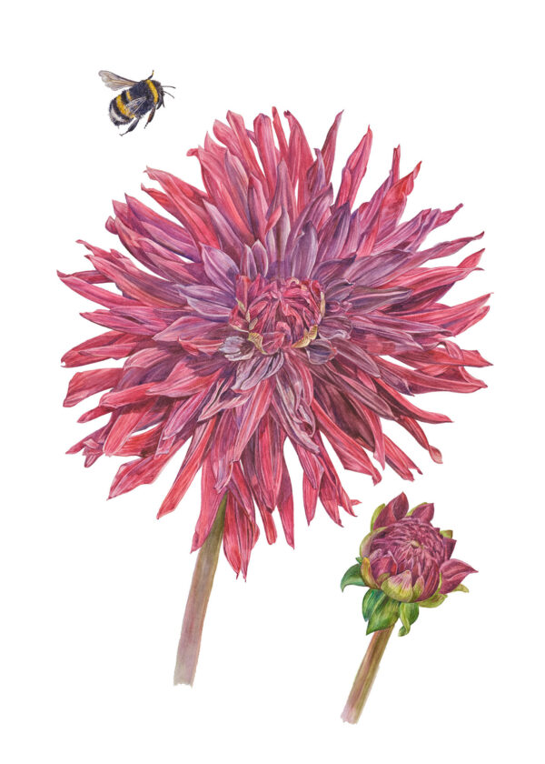 Fine art print Dahlia "Black Jack"