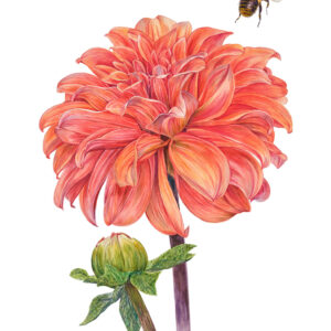 Fine art print Dahlia "Summer Flame"