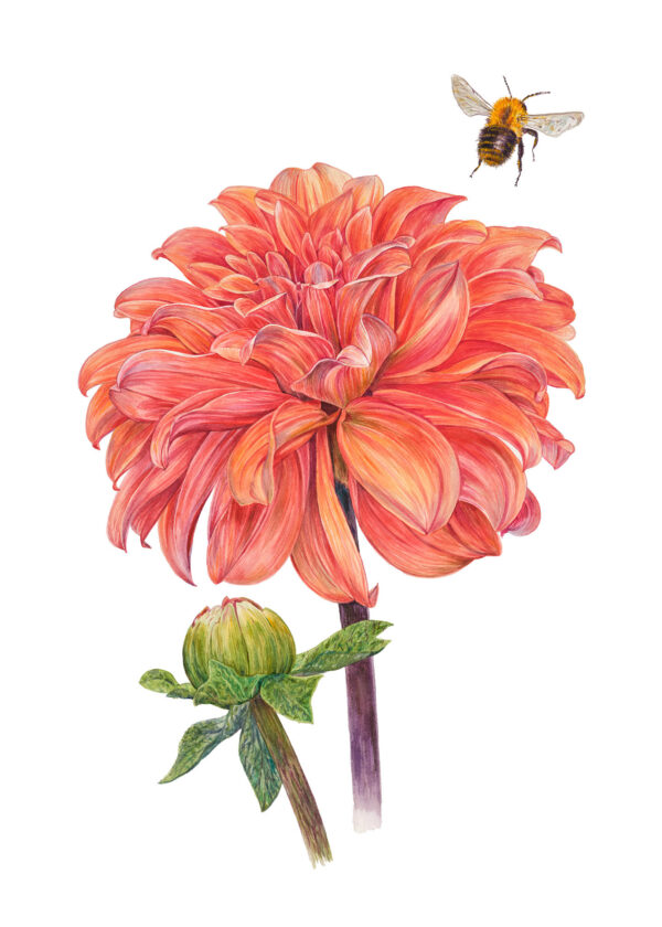 Dahlia "Summerflame". Aquarel, 50 x 70 cm