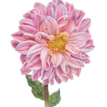 Fine art print Dahlia "Pink Magic"