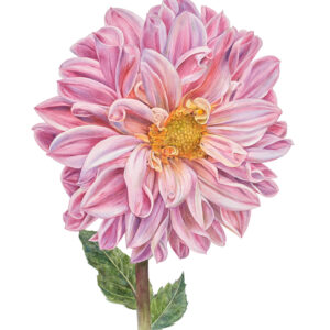 Fine art print Dahlia "Pink Magic"