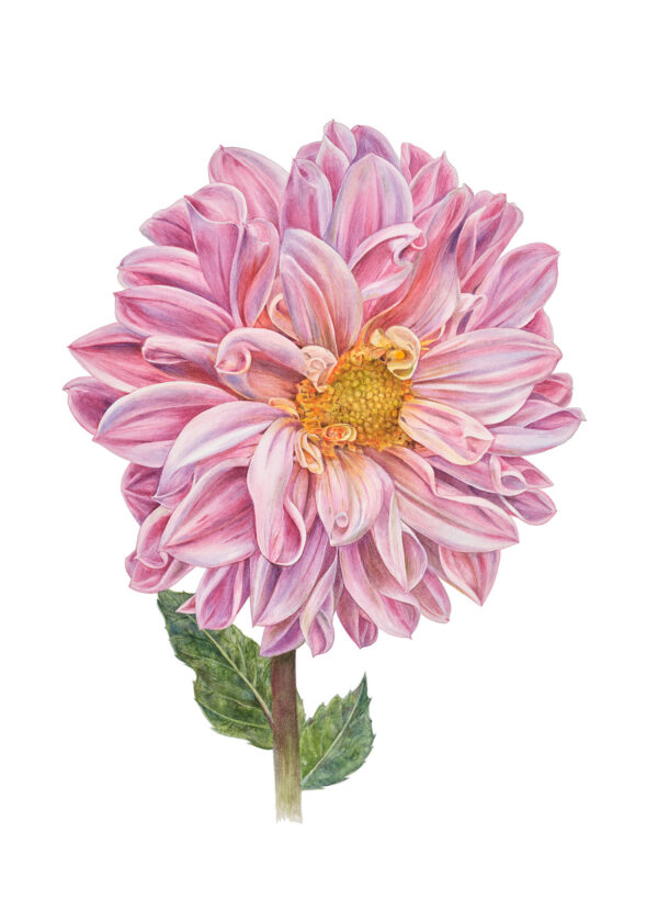 Fine art print Dahlia "Pink Magic"