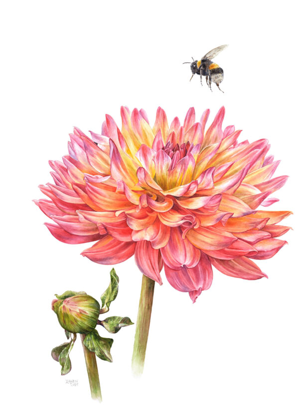 Fine art print Dahlia "Karma Fiesta"