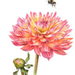 Dahlia “Karma Fiesta”