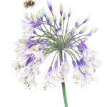 Afrikaanse Lelie Aquarel, 50 x 70 cm Papier: Hoogwaardig Arches® 300 grams aquarelpapier