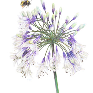 Fine art print Afrikaanse lelie