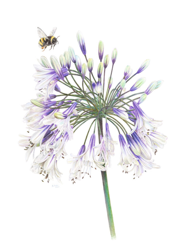 Fine art print Afrikaanse lelie