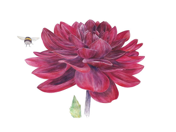 Dahlia "Arabian Night" Aquarel, 50 x 70 cm Papiersoort: Hoogwaardig Arches® 300 grams aquarelpapier Levertijd: tussen 10-14 dagen