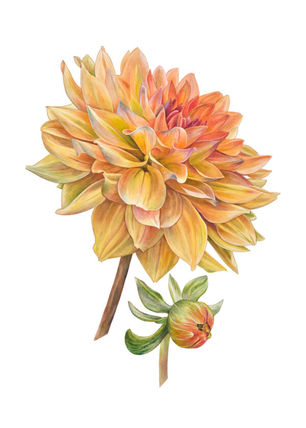 Dahlia "Gloria van Noordwijk"