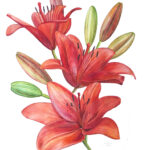 Aziatische lelie rood Formaat: 42 x 59,4 cm (A2 formaat) Geleverd met certificaat van authenticiteit Oplage: 25 Levertijd: tussen 10-14 dagen