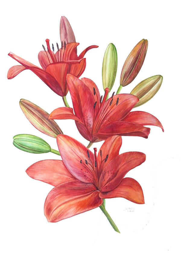 Aziatische lelie rood Formaat: 42 x 59,4 cm (A2 formaat) Geleverd met certificaat van authenticiteit Oplage: 25 Levertijd: tussen 10-14 dagen