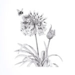 Agapanthus (Afrikaanse lelie)