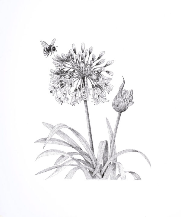 Agapanthus (Afrikaanse lelie)