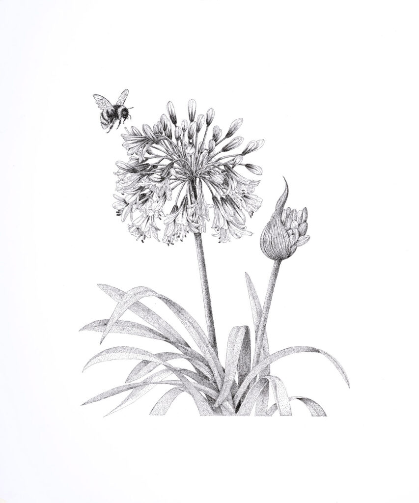 Agapanthus (Afrikaanse lelie)