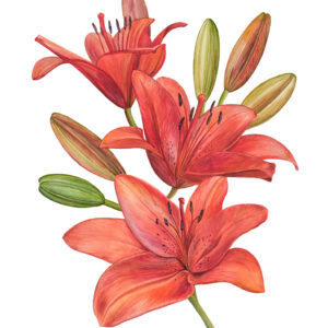 Fine Art print Aziatische lelie rood Formaat: 42 x 59,4 cm (A2 formaat) Geleverd met certificaat van authenticiteit Gedrukt op zwaar zuurvrij papier van katoenvezel Oplage: 25 Levertijd: tussen 10-14 dagen (Let op: wordt geleverd zonder lijst) GEEN VERZENDKOSTEN (NO SHIPPINGCOSTS, worldwide shipping)