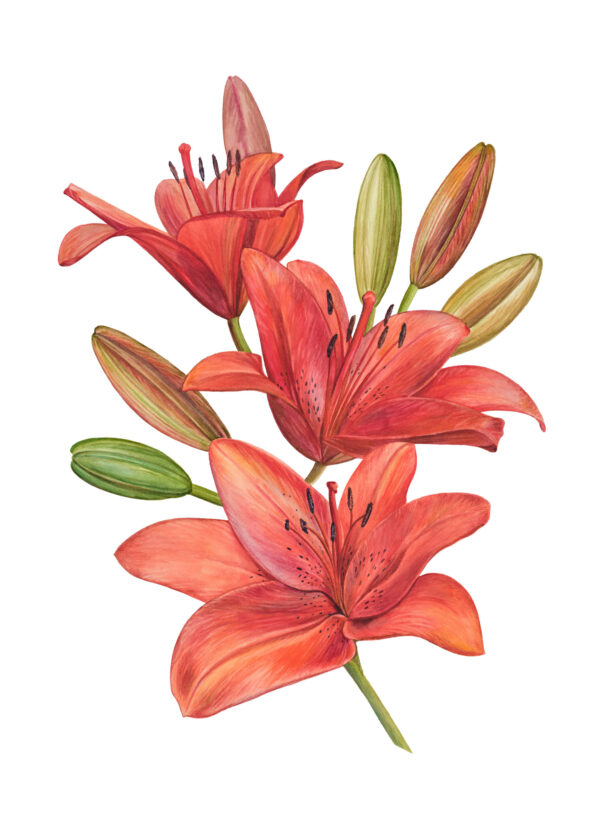 Fine Art print Aziatische lelie rood Formaat: 42 x 59,4 cm (A2 formaat) Geleverd met certificaat van authenticiteit Gedrukt op zwaar zuurvrij papier van katoenvezel Oplage: 25 Levertijd: tussen 10-14 dagen (Let op: wordt geleverd zonder lijst) GEEN VERZENDKOSTEN (NO SHIPPINGCOSTS, worldwide shipping)