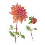 Fine art print Dahlia Mister Frans Formaat: 42 x 59,4 cm (A2 formaat) Geleverd met certificaat van authenticiteit Oplage: 25 Levertijd: tussen 10-14 dagen (Let op: wordt geleverd zonder lijst)