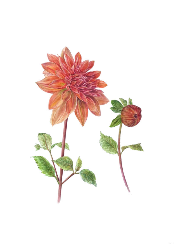 Fine art print Dahlia Mister Frans Formaat: 42 x 59,4 cm (A2 formaat) Geleverd met certificaat van authenticiteit Oplage: 25 Levertijd: tussen 10-14 dagen (Let op: wordt geleverd zonder lijst)