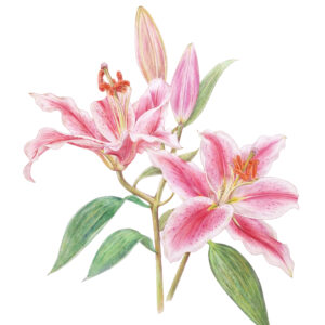 Lilium "Star gazer" Potloodillustratie 30 x 40 cm (A3 formaat) Levertijd: tussen 5-10 dagen (Let op: wordt geleverd zonder lijst) GEEN VERZENDKOSTEN (NO SHIPPINGCOSTS, worldwide shipping)