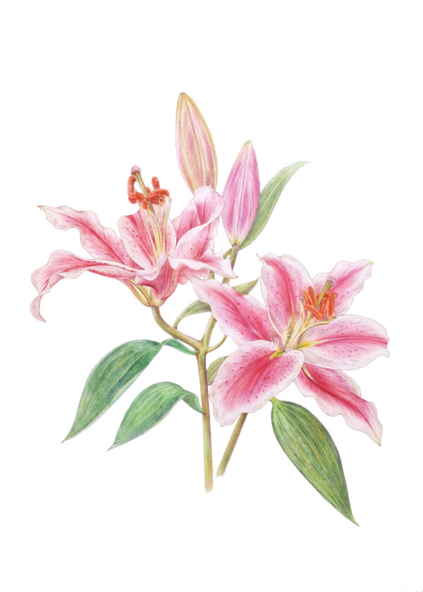 Lilium "Star gazer" Potloodillustratie 30 x 40 cm (A3 formaat) Levertijd: tussen 5-10 dagen (Let op: wordt geleverd zonder lijst) GEEN VERZENDKOSTEN (NO SHIPPINGCOSTS, worldwide shipping)