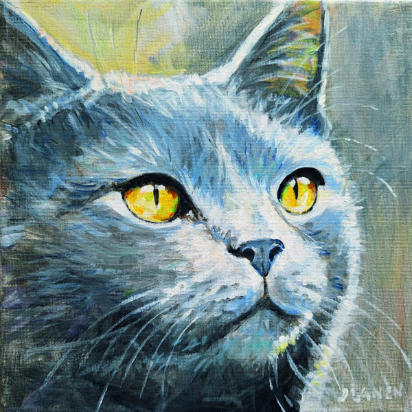 Kat Brits korthaar 2