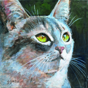 Kat Brits korthaar 3