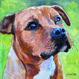 Staffordshire bull terrier