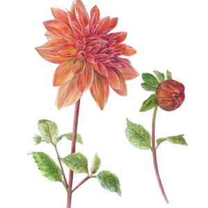 Dahlia Mister Frans Aquarel, 40 x 50 cm Papier: Hoogwaardig Arches® 300 grams aquarelpapier (Let op: wordt geleverd met een paspartout) GEEN VERZENDKOSTEN (NO SHIPPINGCOSTS, worldwide shipping)