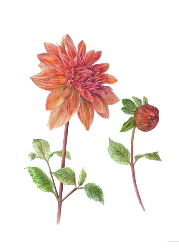 Dahlia Mister Frans Aquarel, 40 x 50 cm Papier: Hoogwaardig Arches® 300 grams aquarelpapier (Let op: wordt geleverd met een paspartout) GEEN VERZENDKOSTEN (NO SHIPPINGCOSTS, worldwide shipping)