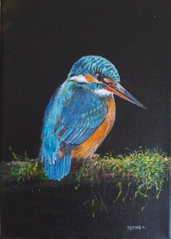 Ijsvogeltje