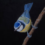 Pimpelmeesje Geschilderd op linnen Formaat: 20 x 20 cm cm Geschilderd op linnen, ook de zijkanten zijn beschilderd GEEN VERZENDKOSTEN