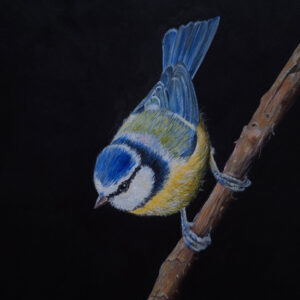 Pimpelmeesje Geschilderd op linnen Formaat: 20 x 20 cm cm Geschilderd op linnen, ook de zijkanten zijn beschilderd GEEN VERZENDKOSTEN