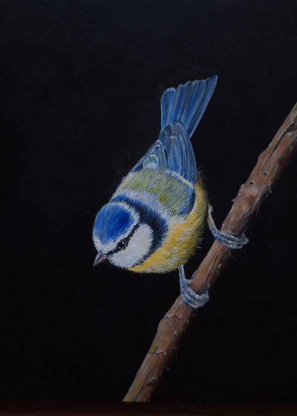 Pimpelmeesje Geschilderd op linnen Formaat: 20 x 20 cm cm Geschilderd op linnen, ook de zijkanten zijn beschilderd GEEN VERZENDKOSTEN