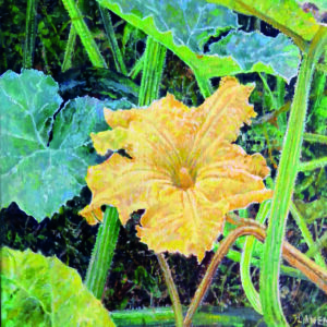 Pompoenbloem