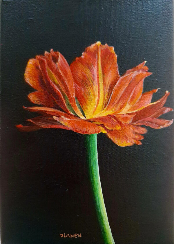 Tulp