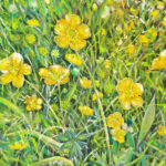 Boterbloemen
