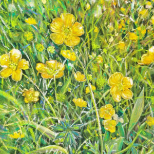 Boterbloemen