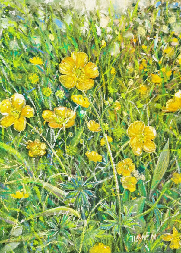Boterbloemen
